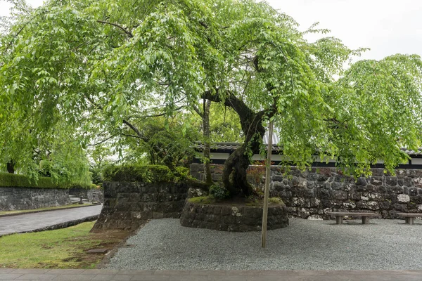 Schöner Großer Grüner Baum Nichiren Shoshu Sohonzan Taiseki Tempel Stadt — Stockfoto