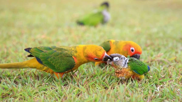 Sun Conure Pai Papagaio Cuidar Bebê Grama Família Pássaros Animal — Fotografia de Stock