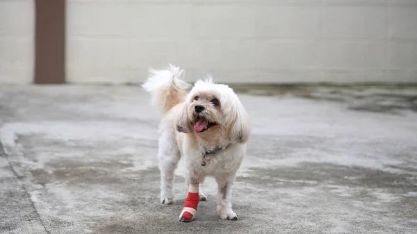 Smiling injured Shih Tzu dog wrapped leg by splint and red bandage after surgery due to leg accident. Portrait of injury pet at house. Animal insurance and healthy concept