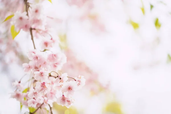 粉红色的樱桃树或樱花开在树枝上 有复制的文字空间 春天的日本著名象征 图库照片