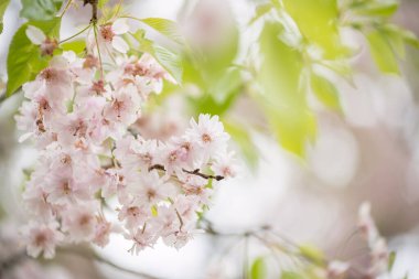 Ağaç dalında çiçek açan pembe kiraz ağacı ya da sakura metin için fotokopi alanı. Baharda ünlü Japon sembolü.