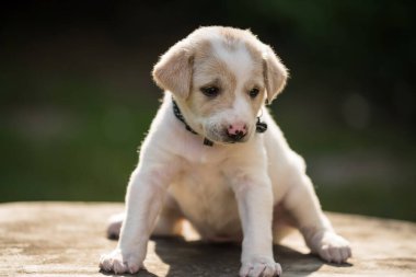 Gün batımı ışığı ve metin için fotokopi alanı olan küçük sevimli köpek yavrusu kremalı bir masa. Evcil hayvan ev bahçesinde..