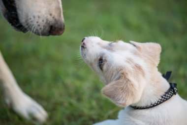 Çimen tarlasında anne köpeği olan tatlı bir köpek yavrusu. Evcil hayvan ailesi evde birlikte..