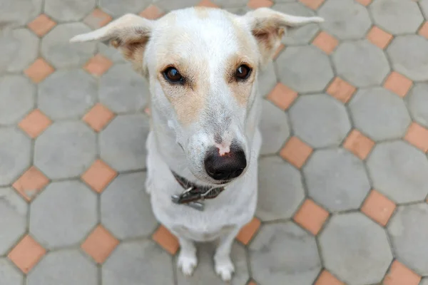 Porträt Von Oben Adorable Mischling Creme Dog Blick Die Kamera — Stockfoto