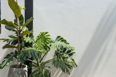 Yeşil canavar ya da beyaz duvarda, nautral güneş ışığıyla gölgelendirilmiş çeşitli ağaç bitkisi. Metin için kopyalama alanı olan lüks dış dekorasyon.