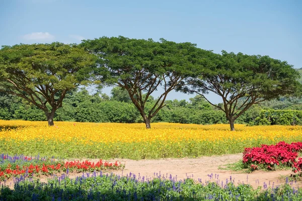 タイのナコンラチャシマまたはコラットにあるジム トムソン農場の春の花や木の美しい庭 熱帯の国 サイアムの有名な旅行先や休暇のメーカー — ストック写真