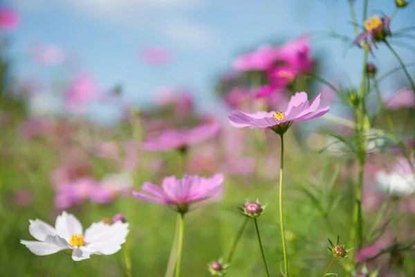Kaunis Vaaleanpunainen Kosmos Kukkia Suhahdus Kukka Bokeh Keväällä Pellolla Maatilalla — kuvapankkivalokuva