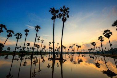 Gün doğumunda uçan kuşla siluet şeker palmiye çiftliği ve suyun ufuk çizgisi yansıması, Dongtan Sam Khok, Pathum Thani Eyaleti, Tayland. Yağmur mevsiminde çeltik pirinç ekmek için boş çiftlik.