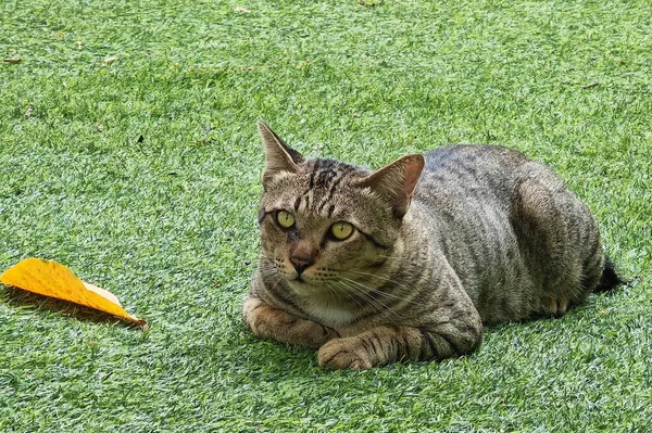 Tabby Brown Cute Cat Relax Artificial Green Grass Copy Space — Stock Photo, Image