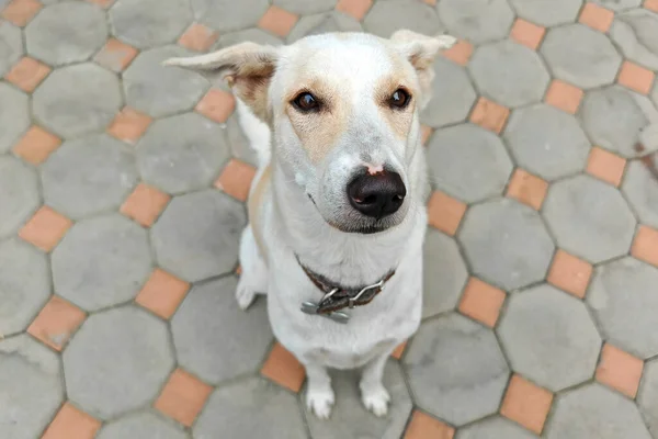 Luftbild Von Adorable Mischling Creme Dog Blick Die Kamera Niedliches — Stockfoto