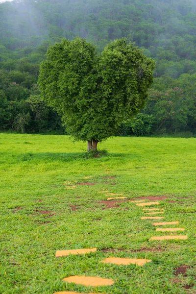 Krásný Strom Tvaru Srdce Bílou Mlhou Před Horou Krása Přírodní — Stock fotografie