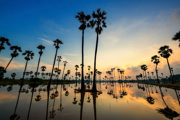 Silhouette sugar palm farm with flying bird at sunrise and skyline reflection on water, Dongtan Sam Khok, Pathum Thani Province, Thailand. empty farm to plant paddy rice at rainy season.