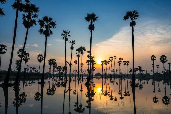 Güneş Doğarken Siluet Şeker Palmiye Çiftliği Ladnscape Üzerinde Ufuk Çizgisi — Stok fotoğraf