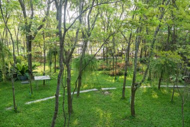 Günbatımında oteldeki tropikal bahçenin yeşillik bahar ağacının en üst manzarası.