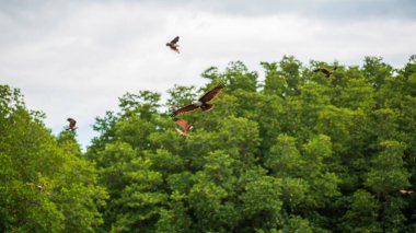 Brahminy uçurtması ya da kızıl sırtlı deniz kartalı Chanthaburi, Tayland 'daki mangrov ormanlarında uçar..