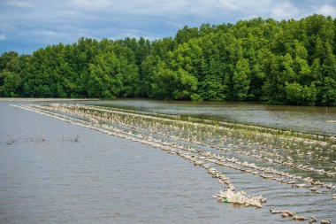 Tayland, Chanthaburi 'deki deniz suyunun üzerinde yüzen plastik şişelerle istiridye çiftliği. Tropikal ülkede deniz ürünleri endüstrisi, Siyam.