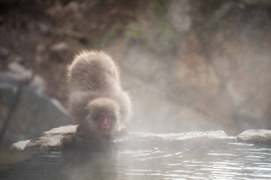 Japon Kar Maymunu Macaque, Japonya 'daki Jigokudani Parkı, Yamanouchi, Nagano' da kışın bilardo üzerinde sıcak kaynak suyu içer. Chubu 'daki ünlü seyahat yeri..