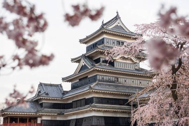 Japonya 'nın Nagano şehrinde kiraz çiçekleri ya da çiçek açan sakura çiçekli Matsumoto kalesi. Ünlü Matsumoto seyahat merkezi. Özellikle de bahar mevsiminde..