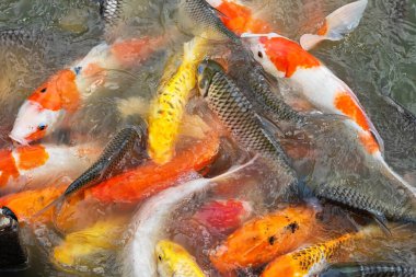 Birçok sazan ya da koi balığı insanlar tarafından beslenir.