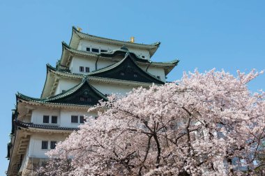Beyaz sakura çiçekli Nagoya Kalesi ya da ilkbahar mevsiminde kiraz ağacı çiçeği ve mavi gökyüzü, Japonya. Ünlü seyahat simgesi ya da Aichi, Chubu 'da bir tatil yeri.