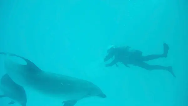 Дайвер Кормит Морских Дельфинов Аквариуме Нагоя Япония — стоковое фото
