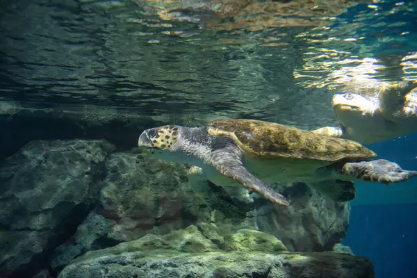 Sea turtles underwater by stone. Portrait of wild tortoise undersea. Tropical lagoon ecosystem. Aquatic animal in Nagoya Aquarium, Japan.