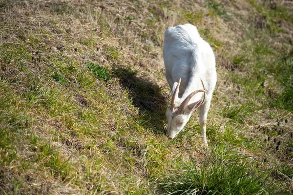 Cabra Ordeñadora Blanca Masticando Hierba Una Granja Prados Zona Rural — Foto de Stock
