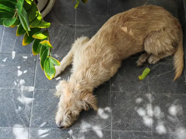 Top View Pet Portrait Furry Yellow Dog Sleeping Foliage Light — Stock Photo, Image