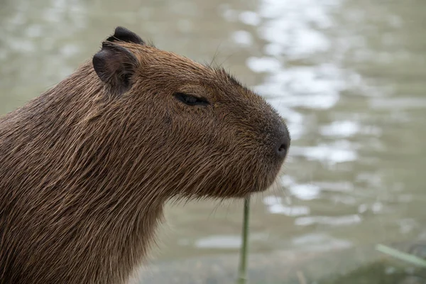 Capybara hayvanat bahçesinde çim çiğniyor. vahşi ya da çiftlik hayvanı.