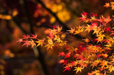 Kırmızı ve sarı akçaağaç yaprağı, Japonya 'nın Kyoto kentindeki Eikan-do tapınağında Kasım ayı sonbaharında, arka planda bulanık yapraklarla güneş ışığına dokunur..