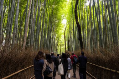 Birçok turist bambu ormanları boyunca yürür, Arashiyama, Kyoto, Japonya. Kansai 'deki ünlü seyahat yeri..