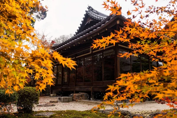 Japonya, Kyoto Nanzenji Tapınağı yakınlarındaki Tenju-an veya Tenjuan Tapınağı 'nın etrafını saran sarı akçaağaç yaprağı. Sonbahar mevsiminde Kansai 'de ünlü bir yere seyahat et.