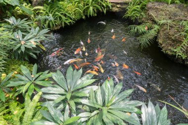 Sazan ya da koi balığı gölette, kafede ve restoranda park halinde tropikal ağaç var.