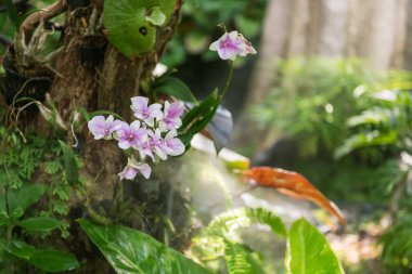 Parktaki ağaçta mor orkideler yapay sis veya kafede ve restoranda doğal ışık altında sis.