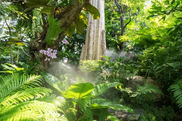 Tropical garden with artificial mist or fog at cafe and restaurant with natural light. Orchids and variety of fern leaf by big tree.