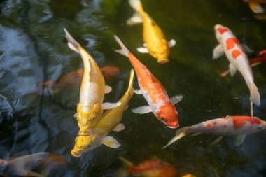 Sazan balığı gölette yüzüyor. Bahçedeki renkli deniz hayvanı.