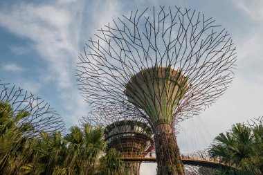 Marina Körfezi 'nden Supertree Grove mavi gökyüzüne karşı. Ünlü seyahat yeri ve tatilci.