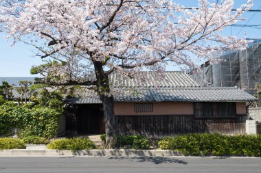 Beyaz kiraz ağacı açan Japon evi veya baharda sakura çiçeği, Nagoya, Japonya.