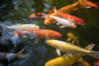 Gölde yüzen renkli sazan balığı. Bahçedeki renkli deniz hayvanı.