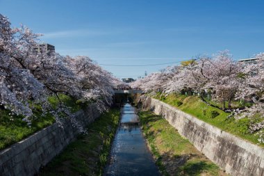 Mavi gökyüzüne karşı çiçek açmış güzel pembe kiraz ya da sakura çiçeği. Japonya, Nagoya, Yamazakigawa Riverside 'dan görüntü. Baharda ünlü seyahat yeri ve tatilci.