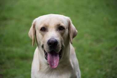 Bahçedeki sevimli evcil hayvan bahçesinde parktaki sevimli Labrador Retriever köpeğinin portresi. bulanık çimen arka planı.