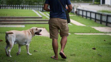 Tapılası Labrador Retriever 'ın portresi. Yazın sahibiyle parkta yürüyor. İnsan en iyi arkadaşı ve ortağı..