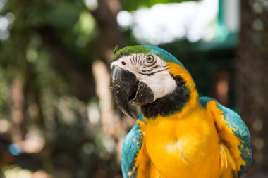 Bahçedeki Maccow papağanının yakın plan portresi, hayvanat bahçesinde bulanık yeşillik bokeh..