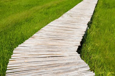 Tayland 'da hasat zamanı yasemin pirinç çiftliğine giden bambu patikası.