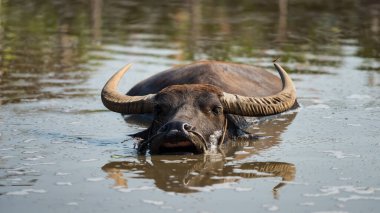 Yakından Tayland su bufalosu yüzer ve bataklıkta yüzer Buffalo köyü, Suphanburi, Tayland 'da. Parktaki çiftlik hayvanı. Tarım ve gıda endüstrisi kavramı