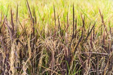 Olgun yasemin pirinci hasatta, Suphanburi, Tayland 'da siyah yapraklı. Tarım endüstrisi.