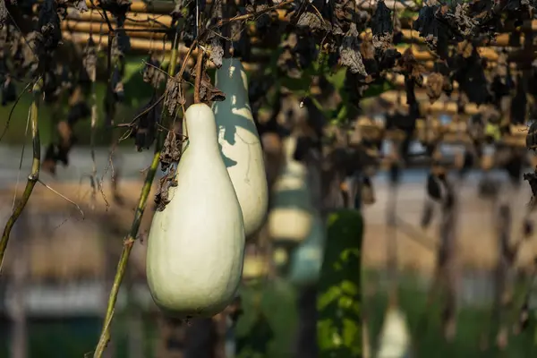 Bottle gourd or Lagenaria siceraria hanging on vine with dry leaf in farm. Agriculture industry.