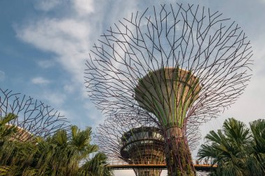 Singapur, Marina Körfezi 'nden mavi gökyüzüne karşı süper ağaç koruluğunun güzel manzarası. Ünlü seyahat yeri ve tatilci.