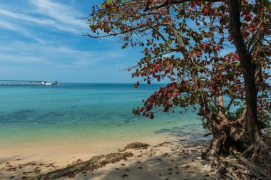 Ko Man Nai, Rayong, Tayland 'da mavi gökyüzüne karşı turkuaz deniz kenarındaki yapraklar. Meşhur seyahat yeri ve Siam 'da yaz tatili.