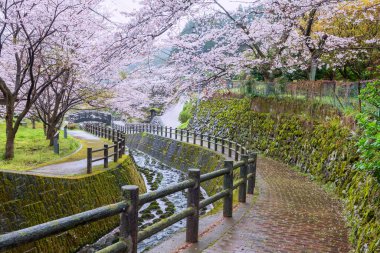 Japonya 'nın Imari, Saga kentindeki Okawachiyama köyünde çağlayan su boyunca açan pembe kiraz ağacı ya da sakura dolu patika. Gizli çömlek fırınlarının köyü için ünlü bir yer..